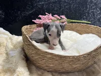 Till/Pete 3, a female Italian Greyhound for sale in Havana, AR – 3 of 8