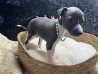 Storm2, a female Italian Greyhound for sale in Havana, AR – 3 of 8