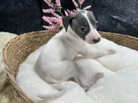 Giulia 6F, a female Italian Greyhound for sale in Havana, AR – 4 of 8