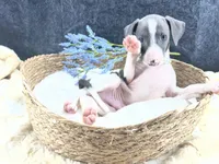 Piper 2 M, a male Italian Greyhound for sale in Havana, AR – 2 of 10