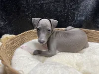 Brucie, a male Italian Greyhound for sale in Havana, AR – 1 of 8