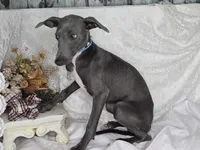 Luna 2m, a male Italian Greyhound for sale in Havana, AR – Photo 1 of 6