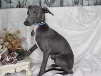 Luna 2m, a male Italian Greyhound for sale in Havana, AR – Photo 3 of 6