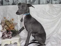 Luna 2m, a male Italian Greyhound for sale in Havana, AR – Photo 5 of 6