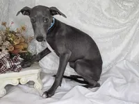 Luna 2m, a male Italian Greyhound for sale in Havana, AR – Photo 2 of 6