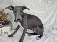 Luna 2m, a male Italian Greyhound for sale in Havana, AR – Photo 4 of 6