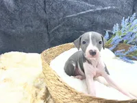 Giulia 3M, a male Italian Greyhound for sale in Havana, AR – 5 of 8