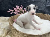 Giulia 4F, a female Italian Greyhound for sale in Havana, AR – 8 of 8