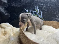 Easton, a male Italian Greyhound for sale in Havana, AR – 4 of 7