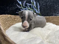 Easton, a male Italian Greyhound for sale in Havana, AR – 1 of 7