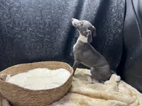 Barts boy, a male Italian Greyhound for sale in Havana, AR – 4 of 10