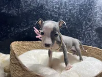 Till/Pete 5, a female Italian Greyhound for sale in Havana, AR – 4 of 10