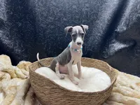 Bobby, a male Italian Greyhound for sale in Havana, AR – 3 of 8