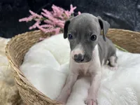 Giulia 2F, a female Italian Greyhound for sale in Havana, AR – 2 of 9