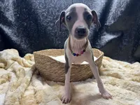 Bates, a male Italian Greyhound for sale in Havana, AR – 2 of 8