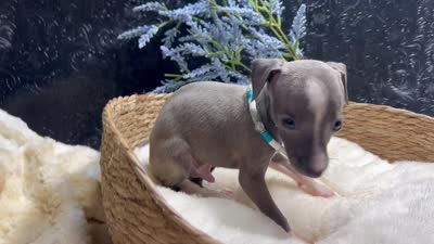 Weston, a male Italian Greyhound for sale in Havana, AR – 10 of 10