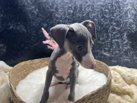 Pen/Bart, a female Italian Greyhound for sale in Havana, AR – 6 of 10