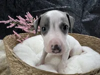 Giulia 4F, a female Italian Greyhound for sale in Havana, AR – 2 of 8