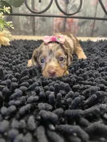 Mallorie, a female Miniature Dachshund for sale in Havana, AR – Photo 2 of 8