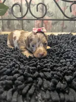 Mallorie, a female Miniature Dachshund for sale in Havana, AR – Photo 8 of 8