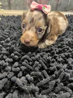 Mallorie, a female Miniature Dachshund for sale in Havana, AR – Photo 3 of 8