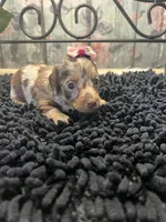 Mallorie, a female Miniature Dachshund for sale in Havana, AR – Photo 7 of 8