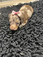 Mallorie, a female Miniature Dachshund for sale in Havana, AR – Photo 5 of 8