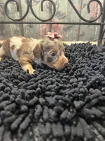 Mallorie, a female Miniature Dachshund for sale in Havana, AR – Photo 1 of 8