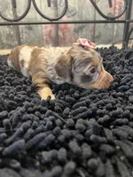 Mallorie, a female Miniature Dachshund for sale in Havana, AR – Photo 4 of 8