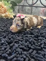 Mallorie, a female Miniature Dachshund for sale in Havana, AR – Photo 6 of 8