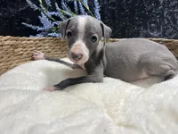 Easton, a male Italian Greyhound for sale in Havana, AR – 2 of 7