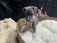 Storm 3, a female Italian Greyhound for sale in Havana, AR – 9 of 9