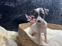 Rebel girl, a female Italian Greyhound for sale in Havana, AR – 4 of 7