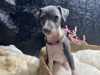 Storm 3, a female Italian Greyhound for sale in Havana, AR – 4 of 9