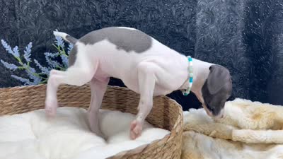 Piper 4M, a male Italian Greyhound for sale in Havana, AR – 8 of 8