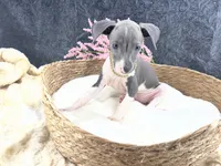Piper 3 F, a female Italian Greyhound for sale in Havana, AR – 4 of 8
