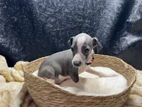 Bobby, a male Italian Greyhound for sale in Havana, AR – 6 of 8