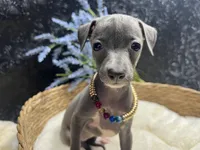 Till/Pete, a male Italian Greyhound for sale in Havana, AR – 8 of 10
