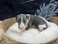 Giulia 5M, a male Italian Greyhound for sale in Havana, AR – 5 of 8