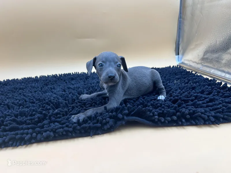 Trina – Italian Greyhound puppy for sale in Havana, AR