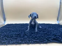 Trina, a female Italian Greyhound for sale in Havana, AR – Photo 3 of 8