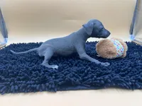 Trina, a female Italian Greyhound for sale in Havana, AR – Photo 4 of 8