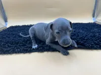 Trina, a female Italian Greyhound for sale in Havana, AR – Photo 2 of 8