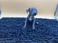 Trina, a female Italian Greyhound for sale in Havana, AR – Photo 5 of 8