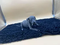 Trina, a female Italian Greyhound for sale in Havana, AR – Photo 7 of 8