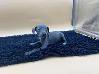 Trina, a female Italian Greyhound for sale in Havana, AR – Photo 8 of 8