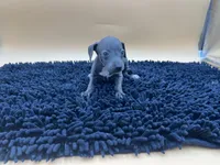 Trina, a female Italian Greyhound for sale in Havana, AR – Photo 6 of 8