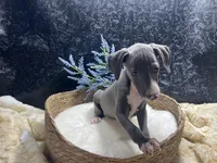 Pen/Bart 2, a male Italian Greyhound for sale in Havana, AR – 2 of 9