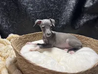 Milly, a female Italian Greyhound for sale in Havana, AR – 3 of 7