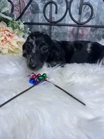 Magic, a female Dachshund for sale in Havana, AR – Photo 5 of 10